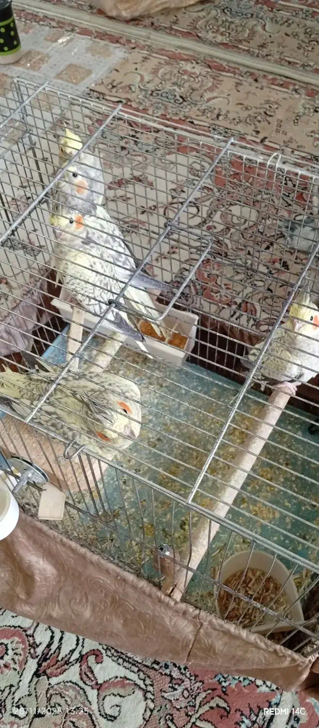 عروس هلندی|پرنده|گلستان (تهران), |دیوار