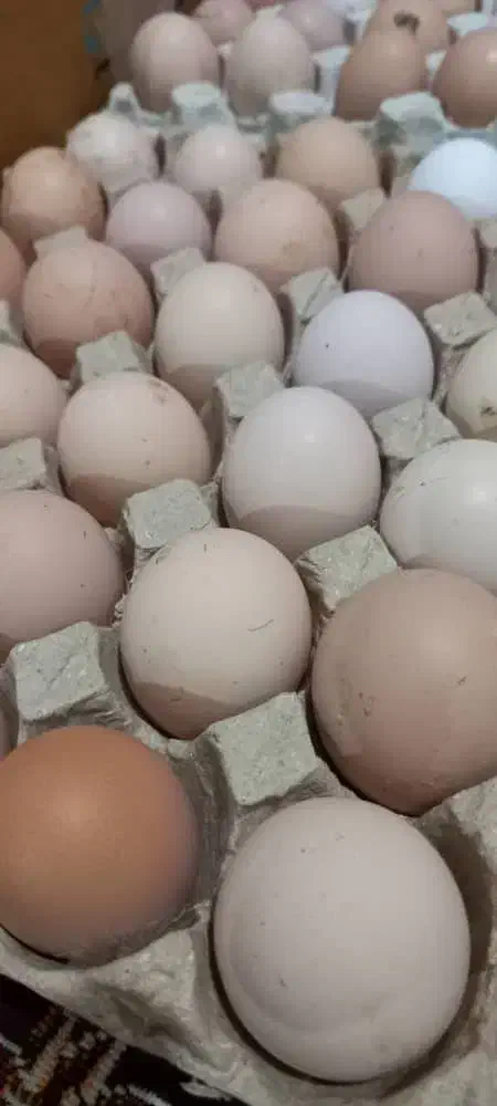 تخم مرغ|حیوانات مزرعه|رشت, استقامت ۲|دیوار