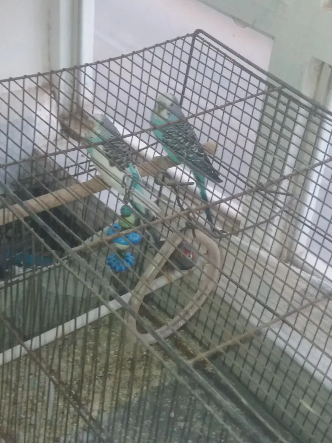 مرغ عشق یک جفت با یک دونه فنچ|پرنده|اسفراین, |دیوار