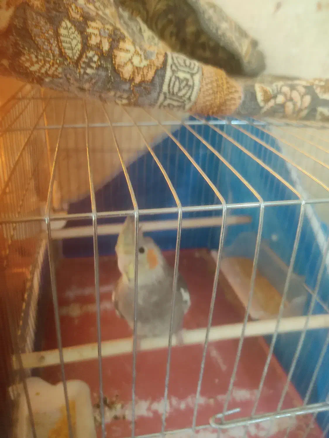 عروس هلندی|پرنده|فولادشهر, B5|دیوار