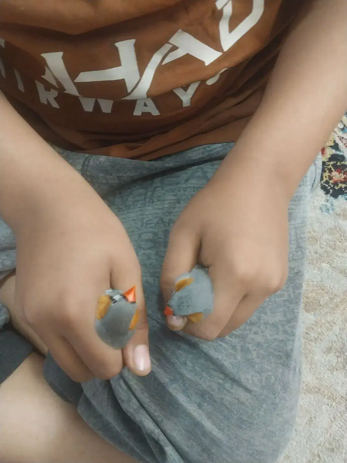 پرنده فنج زبرا|پرنده|شیراز, کوشک میدان|دیوار