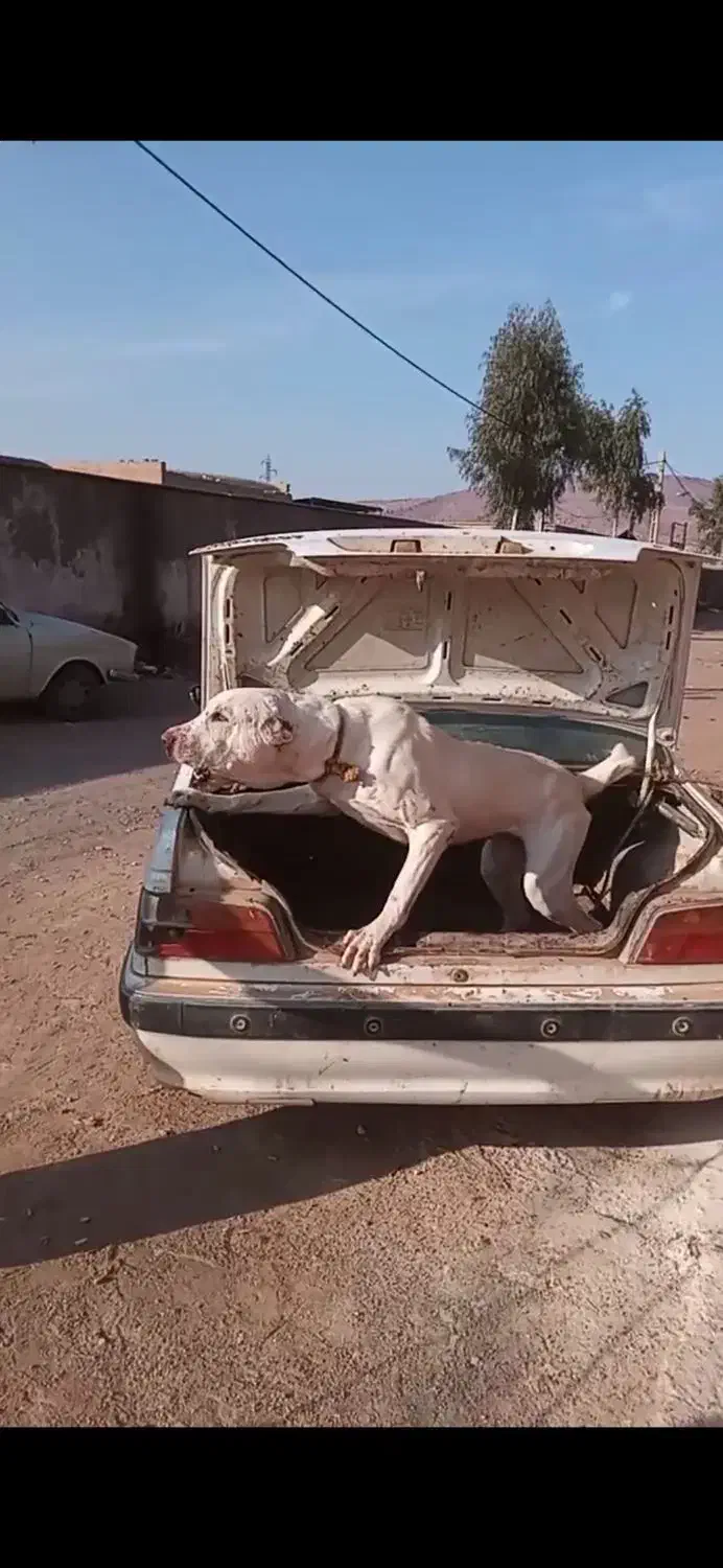 سگ نگهبان|سگ|قم, صفائیه|دیوار