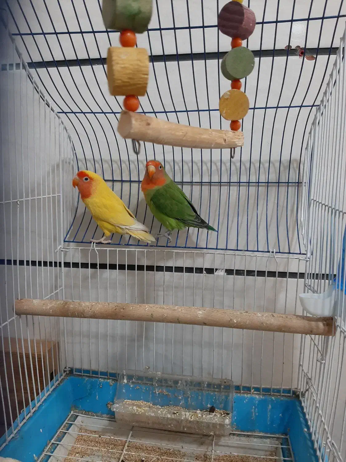 یک جفت طوطی برزیلی خورشیدی|پرنده|الوند, |دیوار