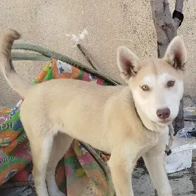 گمشده|سگ|سنندج, |دیوار