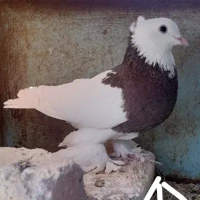 کفتر|پرنده|جرقویه, |دیوار