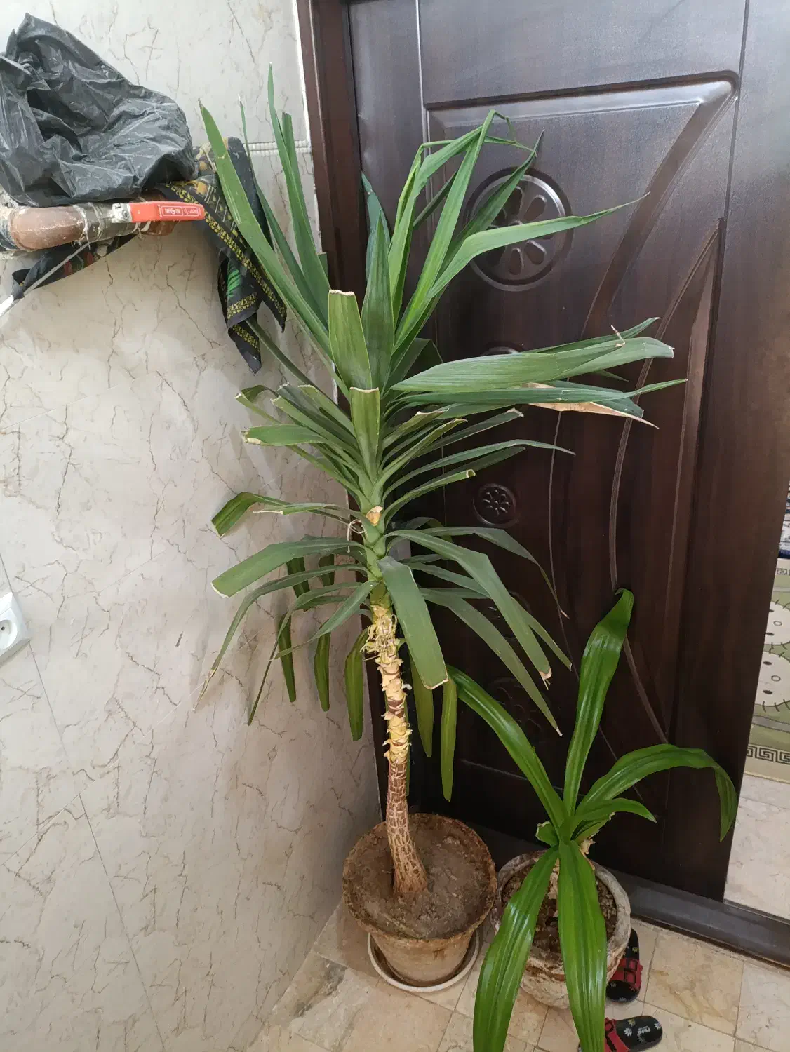 گل ذرتی|گل و گیاه طبیعی|شیراز, شهرک امام حسن|دیوار