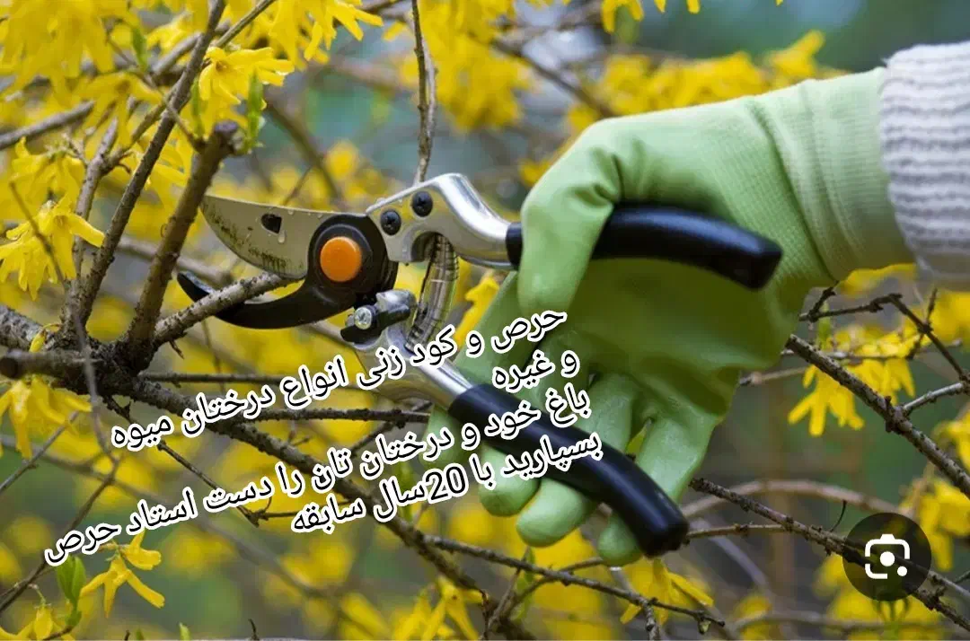 حرص انواع درختان میوه وغیره|خدمات باغبانی و درختکاری|قزوین, |دیوار