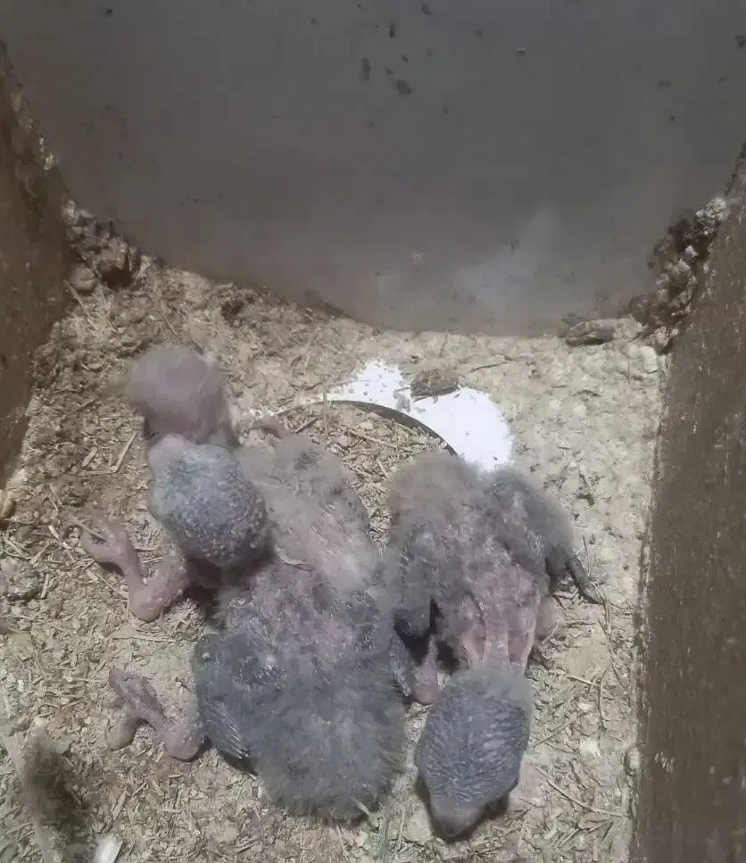 یک جفت طوطی برزیلی رخ هلوئی(دم کاربنی)|پرنده|کرمانشاه, |دیوار