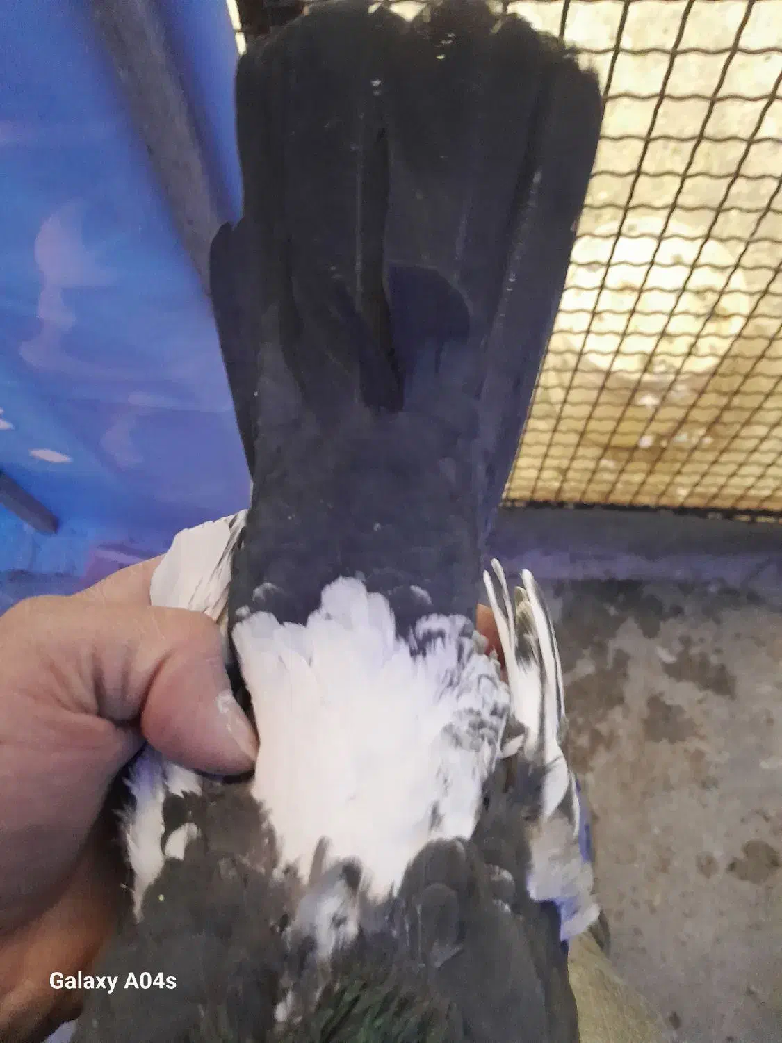 کبوتر|پرنده|همدان, |دیوار