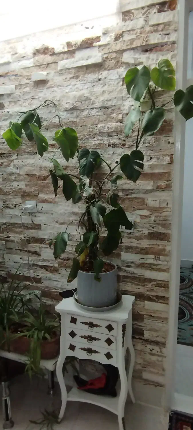 گل و گلدان|گل و گیاه طبیعی|تربتحیدریه, رضاشهر|دیوار