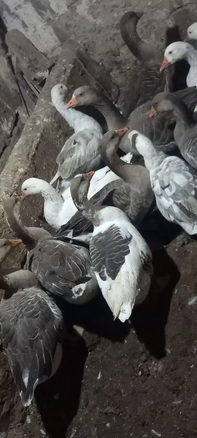 غاز|حیوانات مزرعه|هشترود, |دیوار