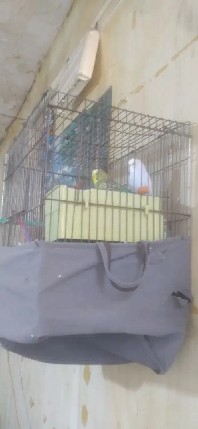 دوعدد مرغ عشق نر ماده به شرط تخم جوجه با قفس|پرنده|بجنورد, |دیوار