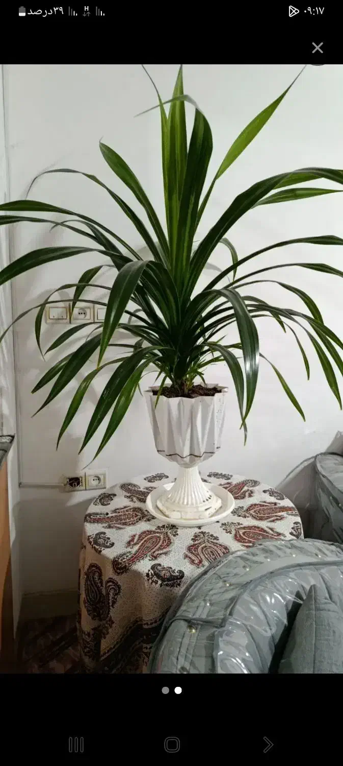 گل و گیاه|گل و گیاه طبیعی|نجفآباد, شریعتی غربی|دیوار