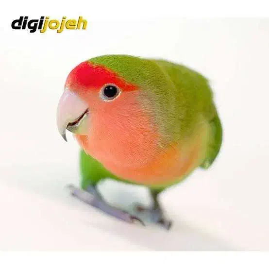 طوطی برزیلی گمشده|پرنده|اندیشه, اندیشه فاز ۳|دیوار