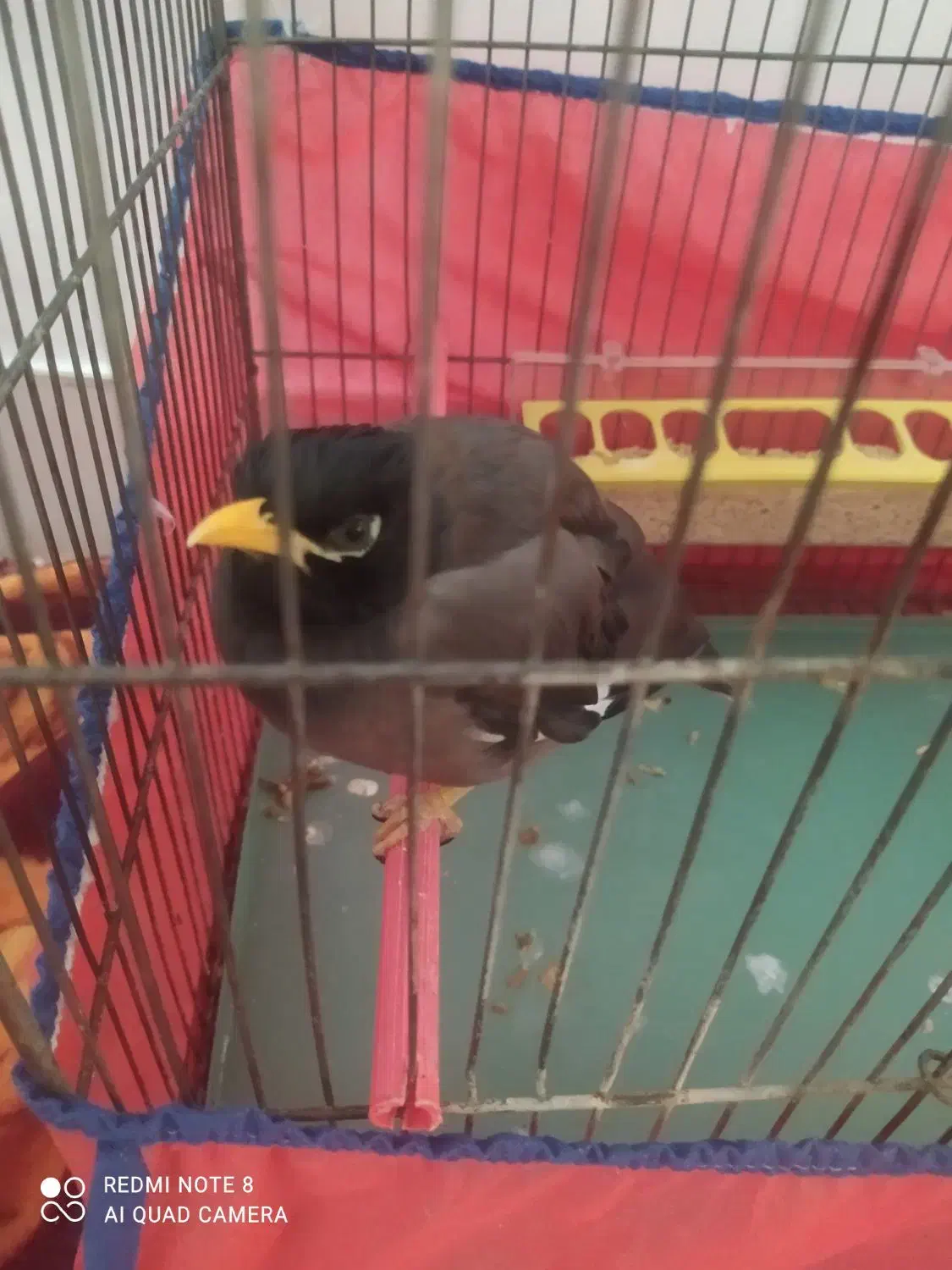 دوعددمرغ میناسخنگو|پرنده|بروجرد, |دیوار