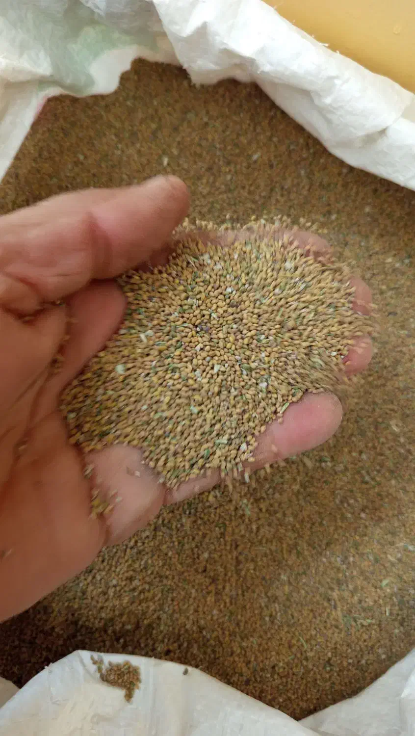 فروشتخماسپست|خوردنی و آشامیدنی|زهک, |دیوار