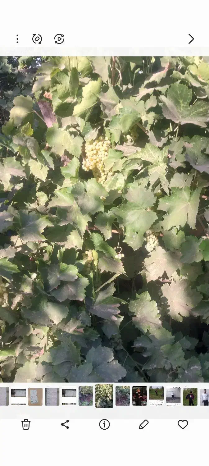 باغ|فروش خانه و ویلا|یامچی, |دیوار