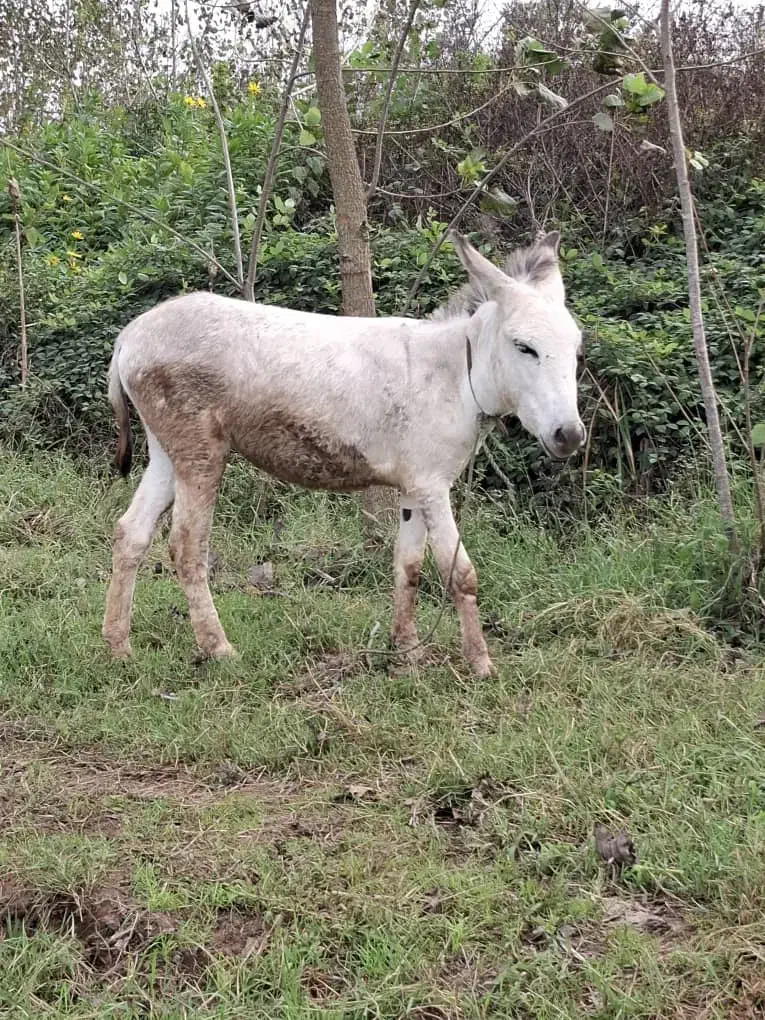 الاغ ماده|حیوانات مزرعه|سیاهکل, |دیوار