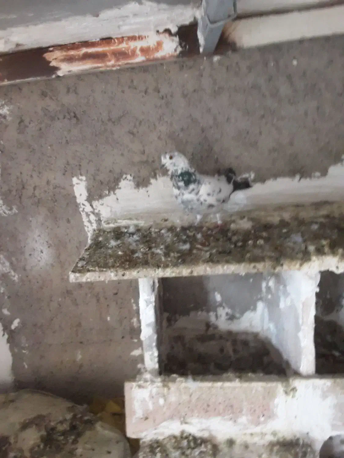 طوقی ککلی|پرنده|اردبیل, |دیوار