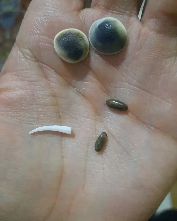 سنگ و مهره، کهنه|کلکسیون اشیاء عتیقه|شاندیز, |دیوار