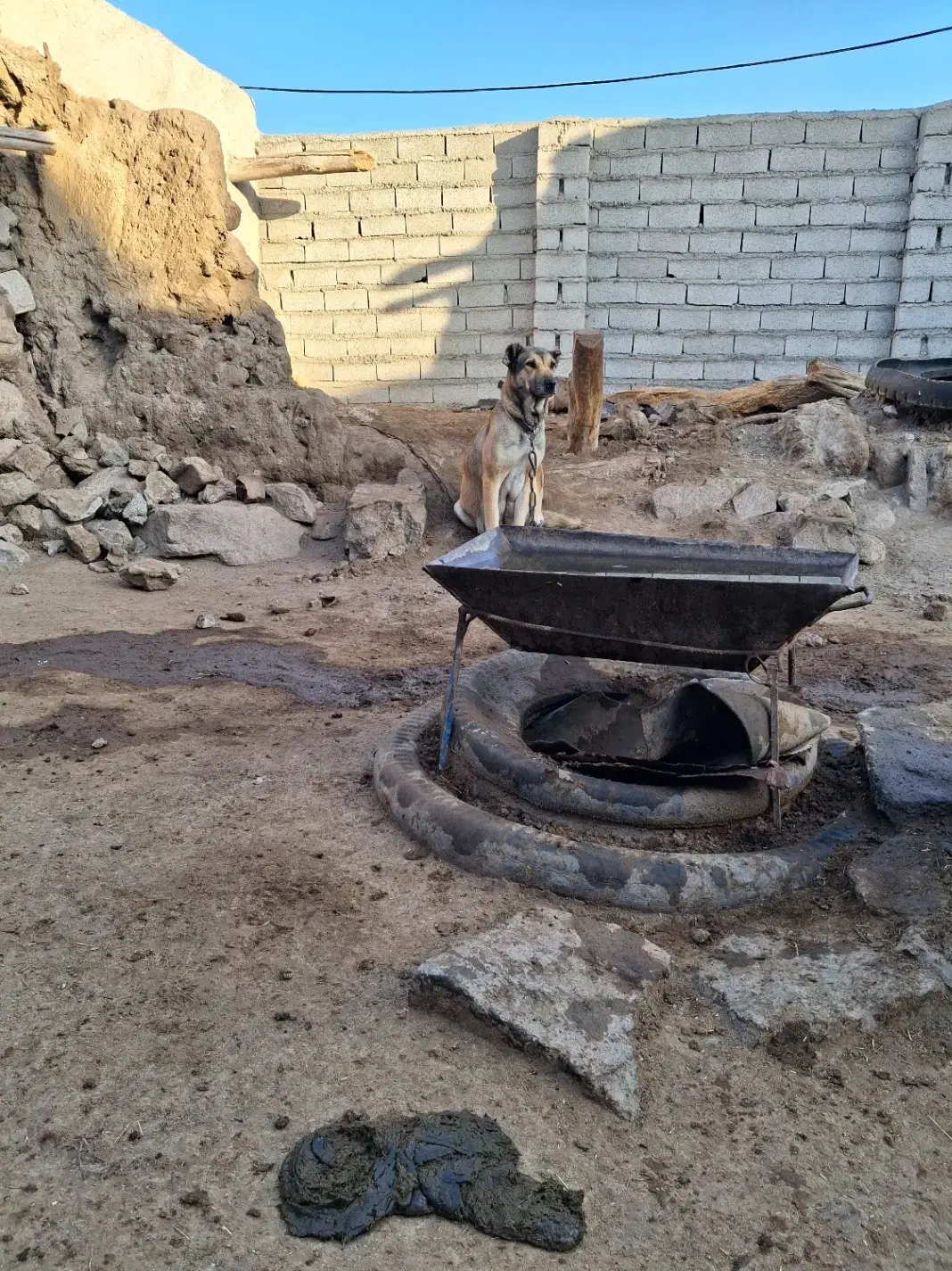 سگ ماده سرابی|سگ|اردبیل, |دیوار
