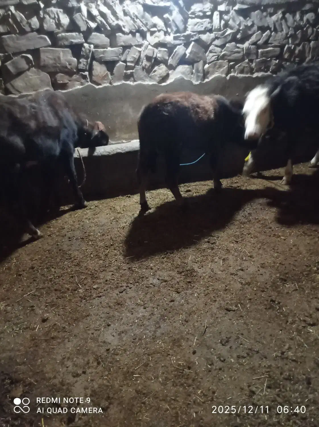 فروش پورتس گوساله|حیوانات مزرعه|سیمینه, |دیوار