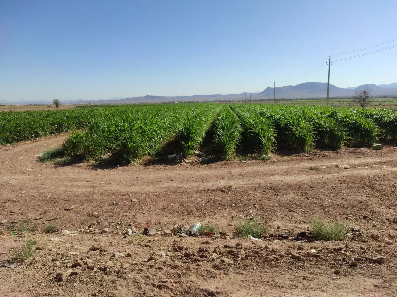 52 هکتار زمین کشاورزی|فروش دفتر صنعتی، کشاورزی، تجاری|میمه, |دیوار