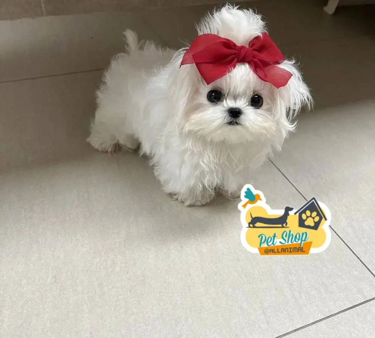 عروسکی.وسک|سگ|ایلام, |دیوار