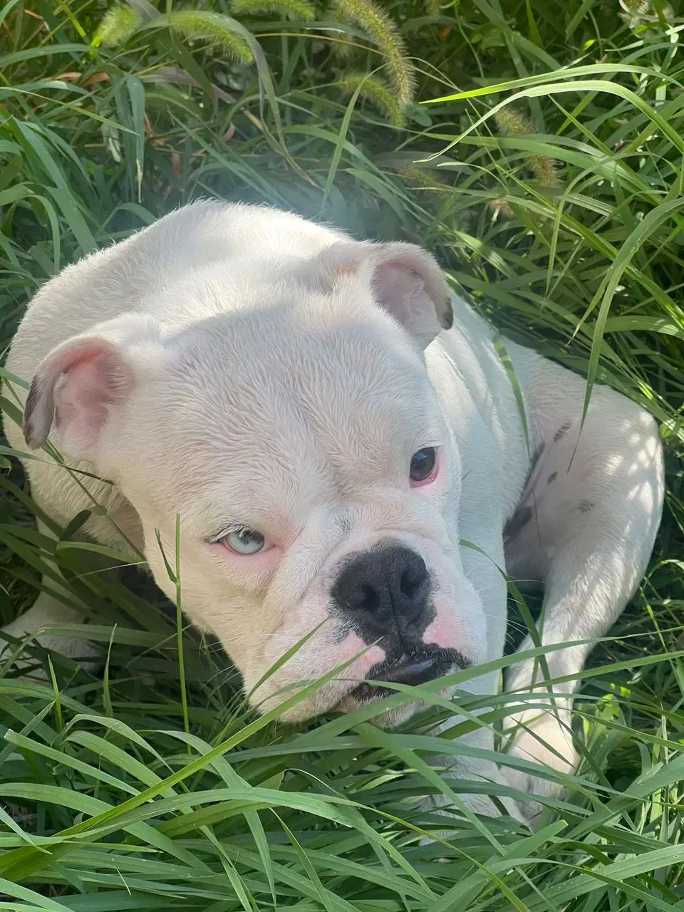 سگ نر انگلیش بولداگ|سگ|تهران, شهرک استقلال|دیوار