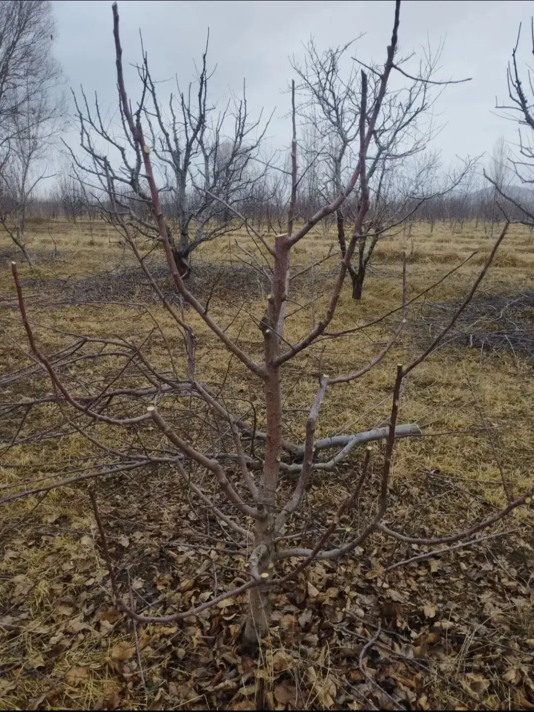 حرس باغات|خدمات باغبانی و درختکاری|سلماس, |دیوار