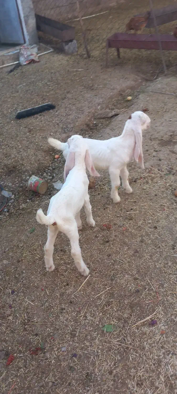 بز گلابی|حیوانات مزرعه|دزفول, |دیوار