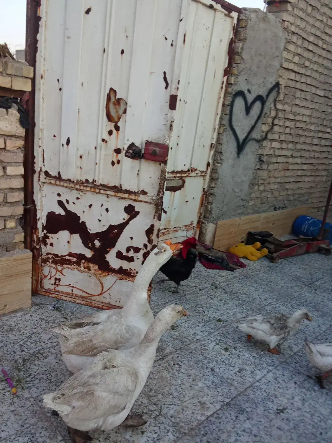 تخم قوقاز|حیوانات مزرعه|اهواز, آسیاباد|دیوار