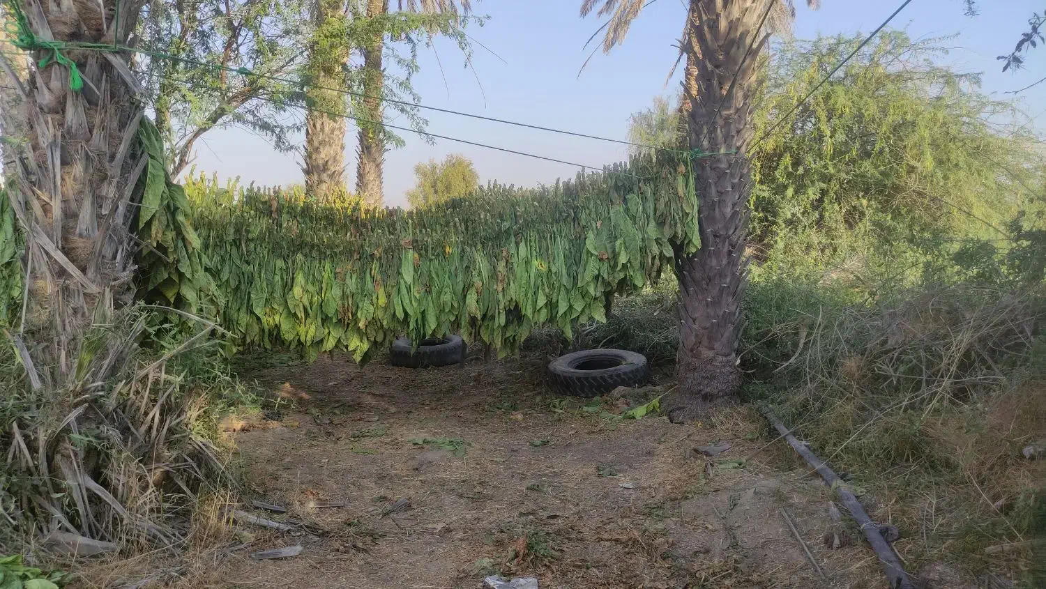 تنبک جاسکی|سازهای سنتی|میناب, |دیوار