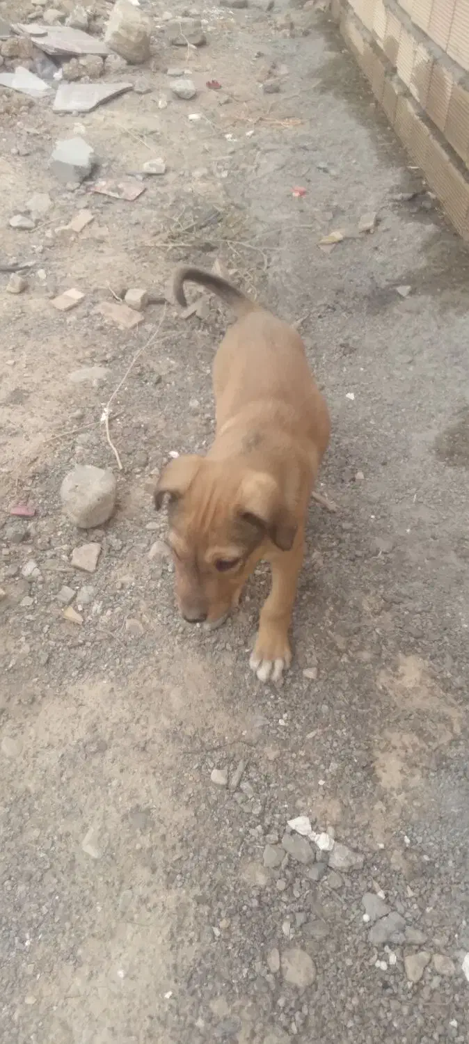 توله دورگه دوبرمن وسرابی|سگ|ایلام, |دیوار