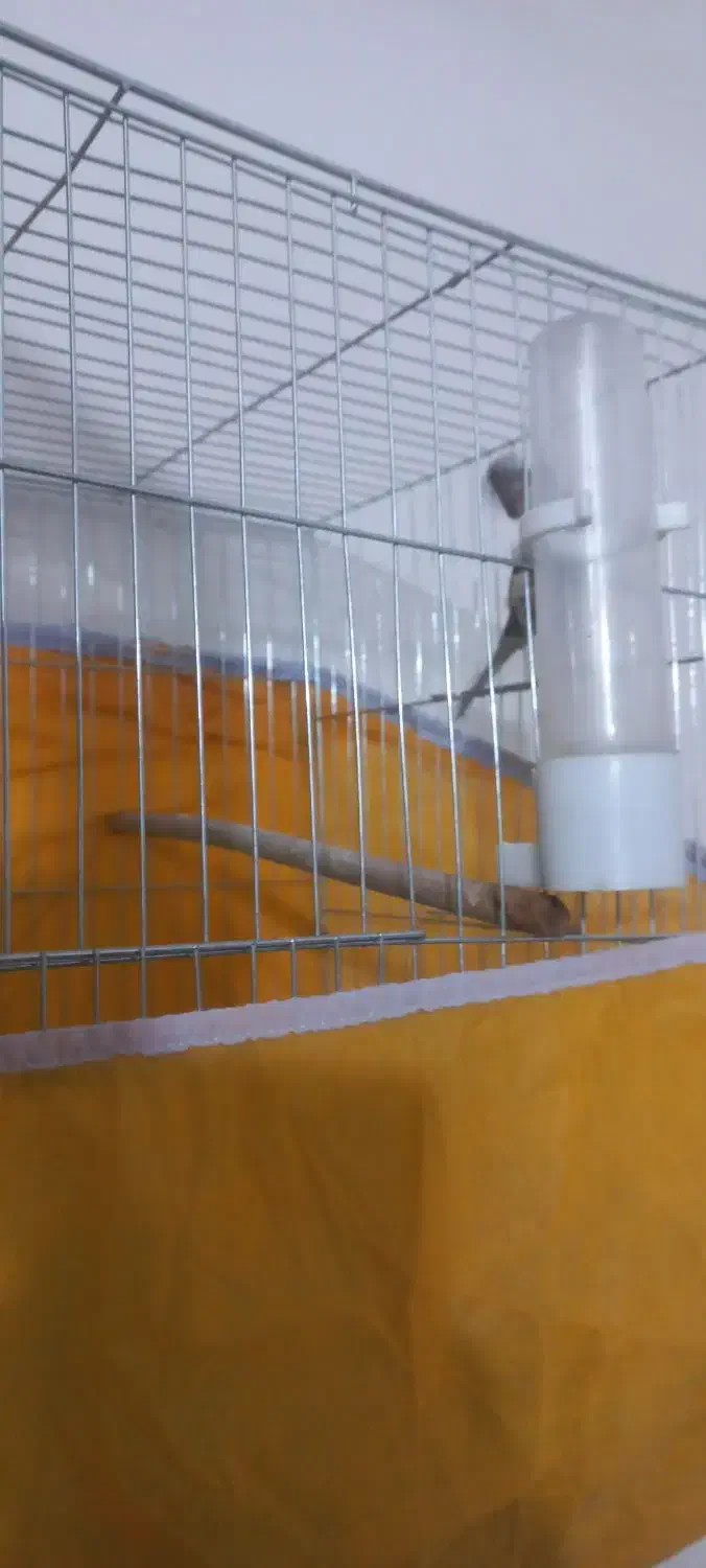 جوجه قناری نر|پرنده|خمینی‌شهر, |دیوار