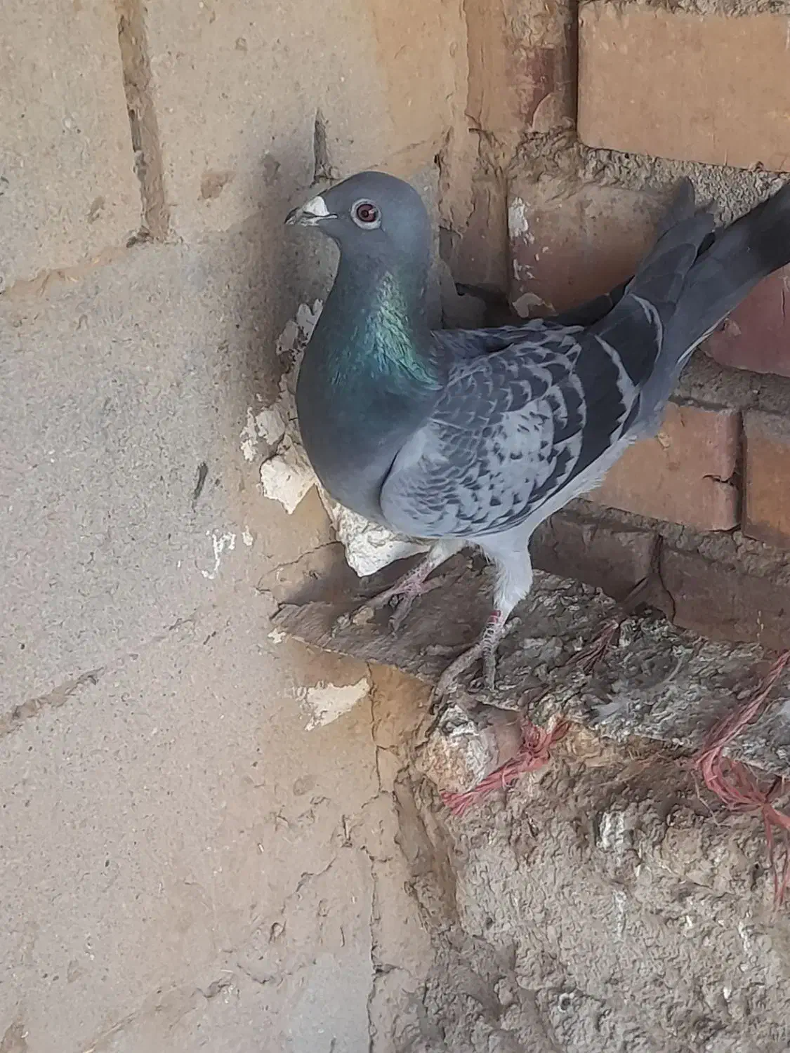 کبوتر|پرنده|میاندوآب, |دیوار