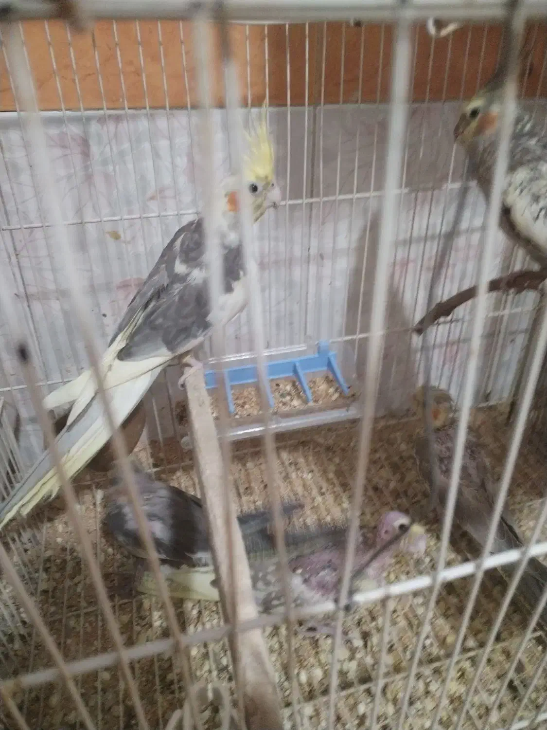 پرنده|پرنده|مشهد, قائم|دیوار