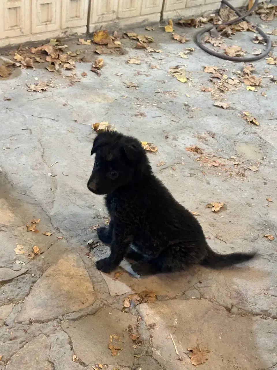 توله ژرمن شیپرد بلک مو بلند 2ماهه|سگ|مشهد, ویلاشهر|دیوار