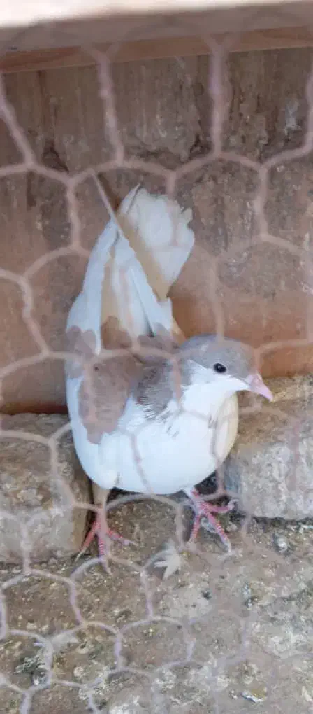 کفتر رنگی|پرنده|ملارد, |دیوار