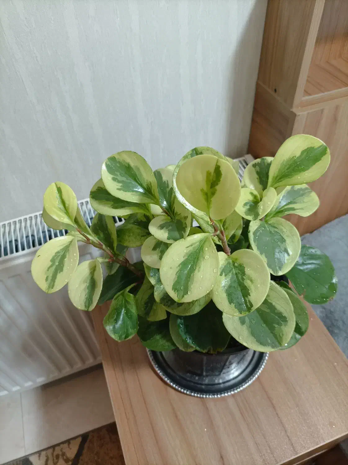 گلهای آپارتمانی زیبا ۳۵۰|گل و گیاه طبیعی|تهران, استقلال|دیوار