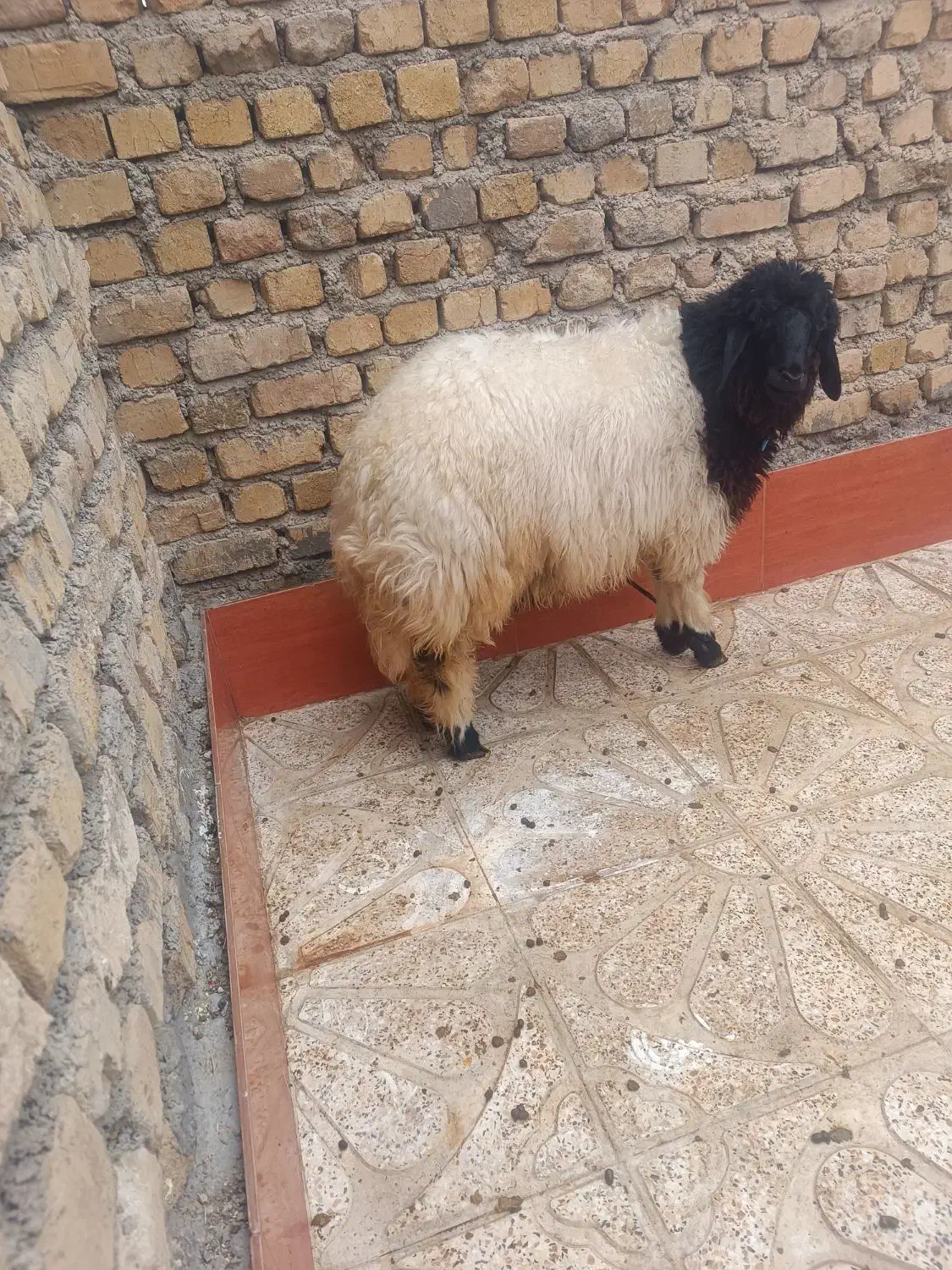 بره فروش|حیوانات مزرعه|دره شهر, |دیوار