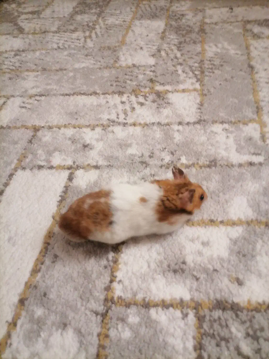 همستر|موش و خرگوش|بندرعباس, |دیوار