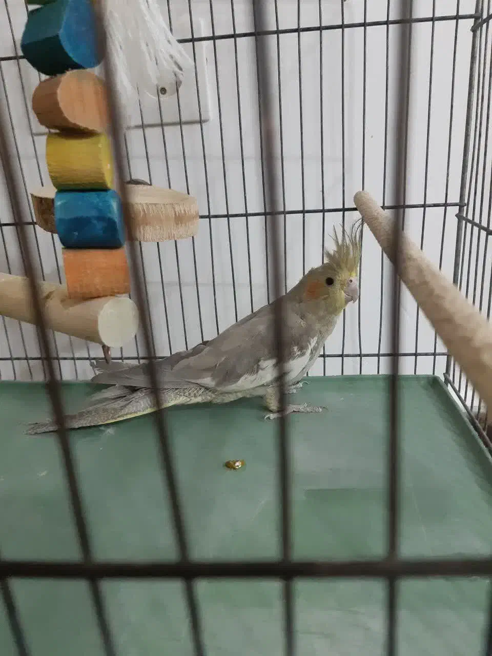 عروس هلندی8ماهه باقفس ولوازم تخفیف خوب|پرنده|قم, انصارالحسین|دیوار