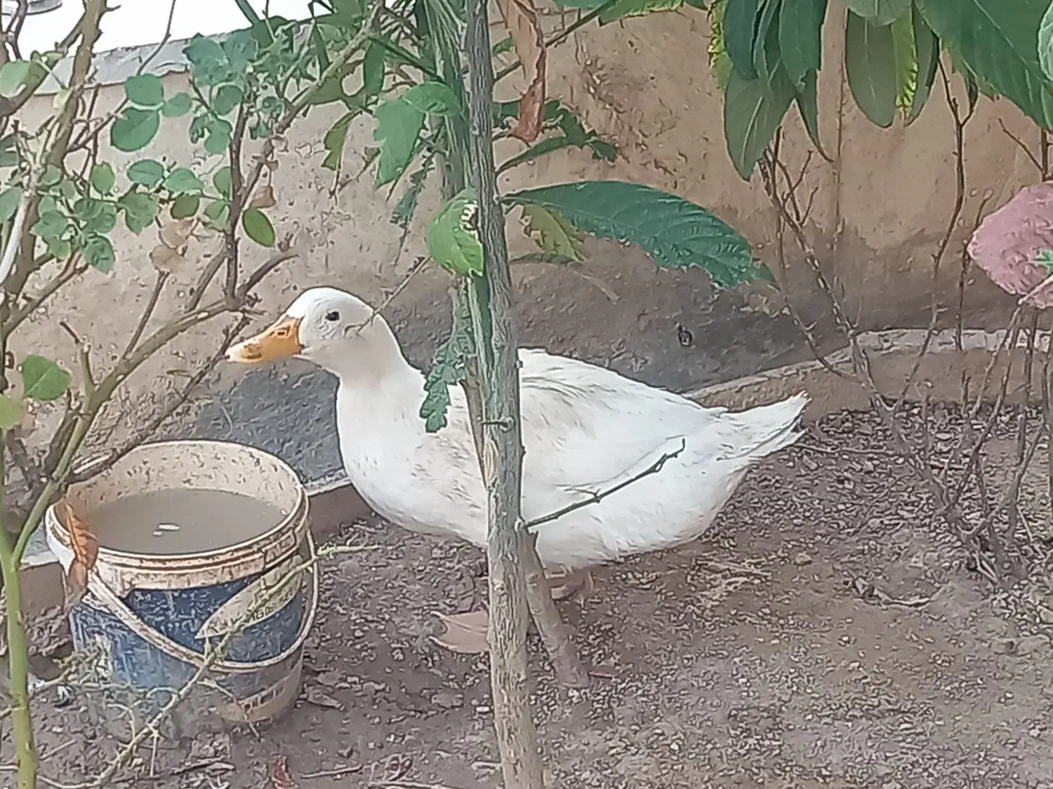 اردک|حیوانات مزرعه|شیراز, جانبازان|دیوار