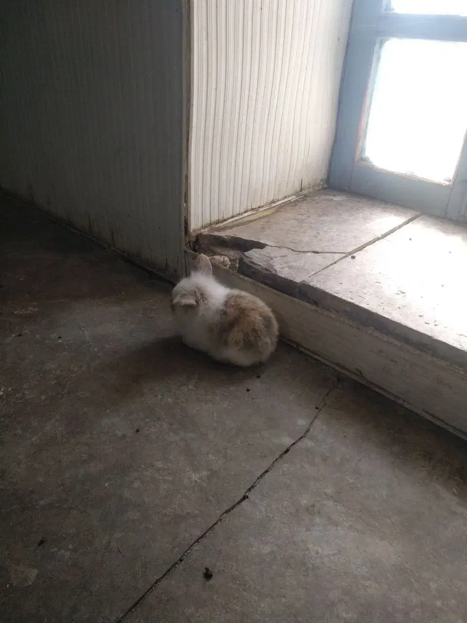 خرگوش|موش و خرگوش|ایزدشهر, |دیوار