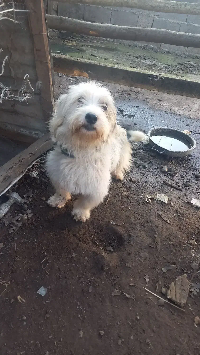 سگ اهلی|سگ|رشت, حومه رشت|دیوار