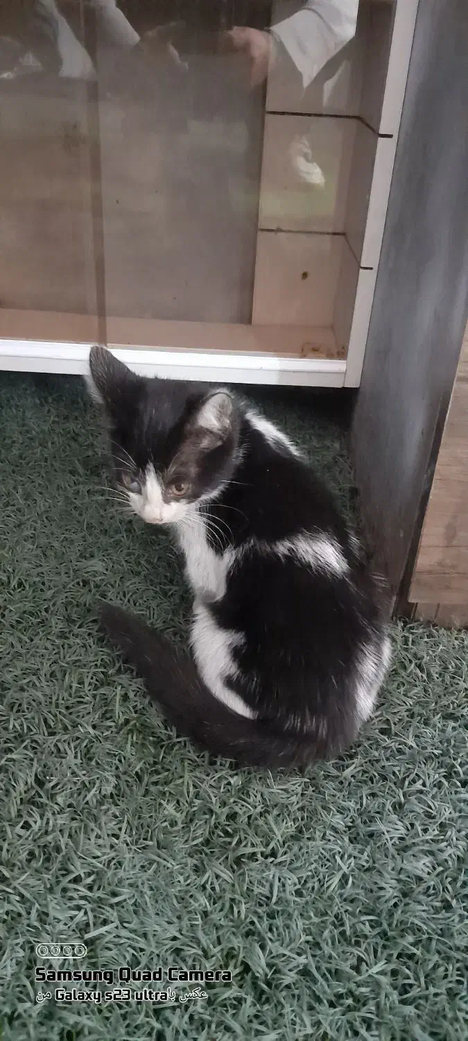 واگذاری گربه کوچولو|گربه|بندر انزلی, معلم|دیوار