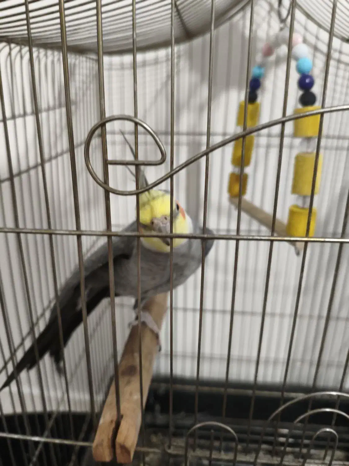 عروس هلندی نر بالغ|پرنده|بومهن, |دیوار