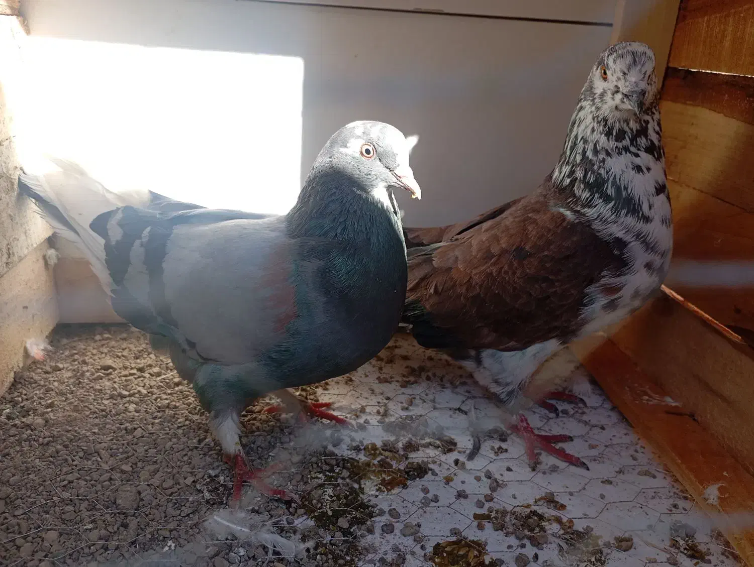 کفتر گم شده|حیوانات|قم, شهرک امام حسین|دیوار