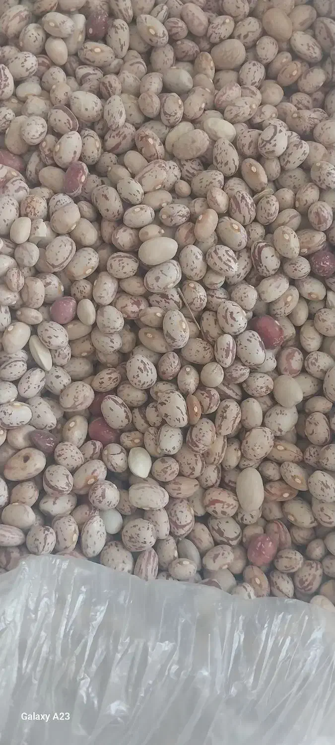 لوبیا چیتی|خوردنی و آشامیدنی|سردشت, |دیوار